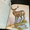 Album of North American Animals 1976 Book Clark Bronson Illustrations